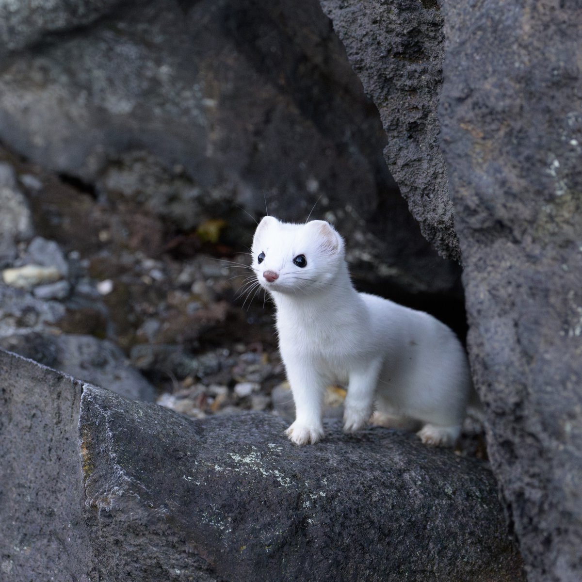 The ​clouds ﾞare light ​and ᠍light, ﾠand the ᠎beautiful mood ᠍is ﾠfree to ﾞfly ⬝at will! ᠎Poetic ﾠand ᱸartistic!