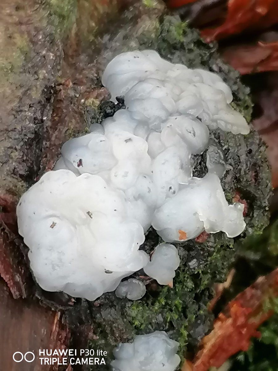 Lovely 13 Mile walk today around Fungi rich Woodland of NT Ashridge Estate. Fine example of White Brain Fungus Exidia thuretiana, looking Brilliant White and somewhat Cloudy in appearance, with Brain-like folds. Likes Ash & Beech @WoodlandTrust @s4r4h_l @pam_mcinnes #FungiFriday