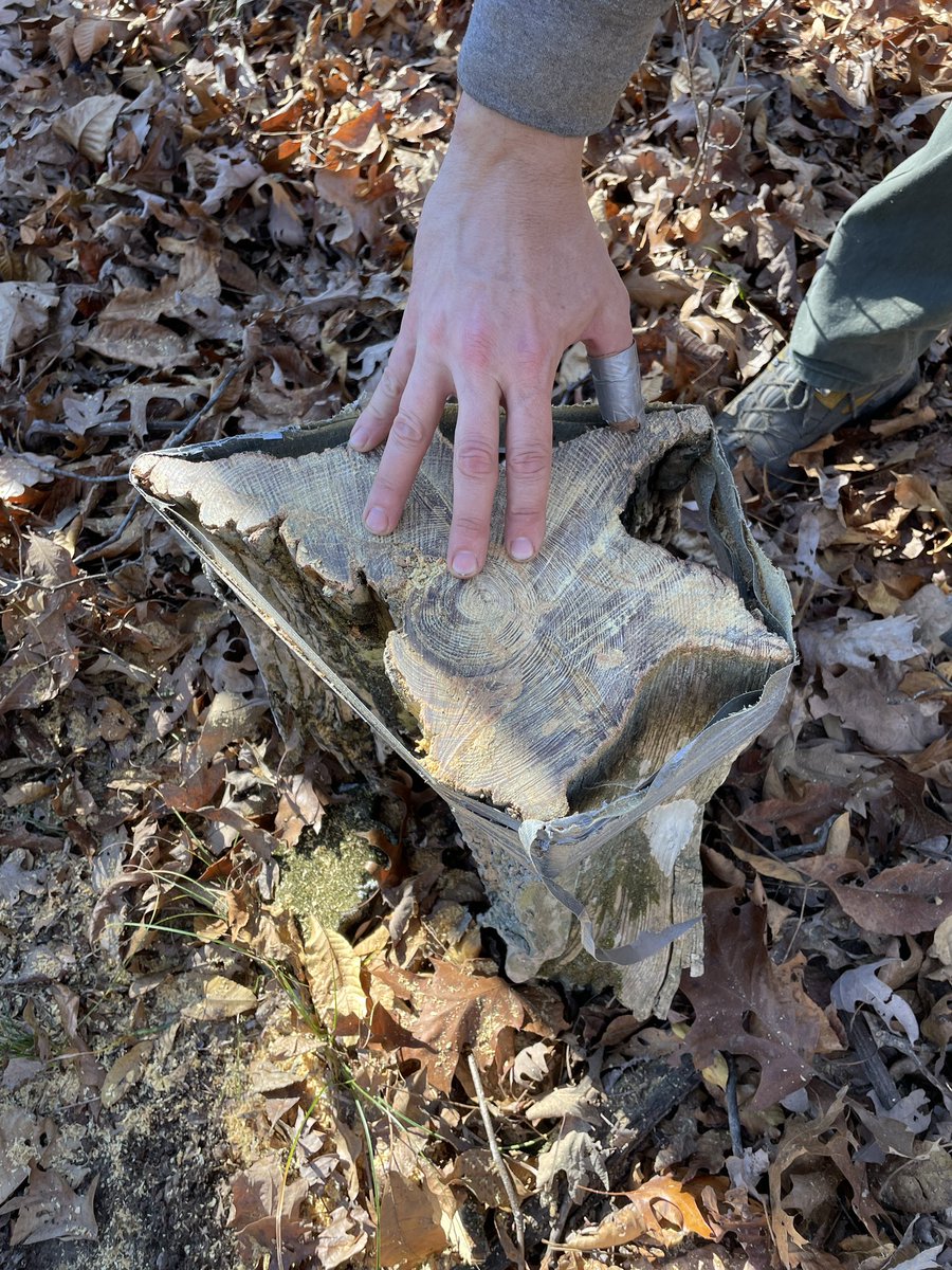 marschall_joe's tweet image. Unloading fire scars on #firescarfriday, great way to wrap up an awesome/incredible week of sampling #shortleafpine in the Missouri Ozarks!