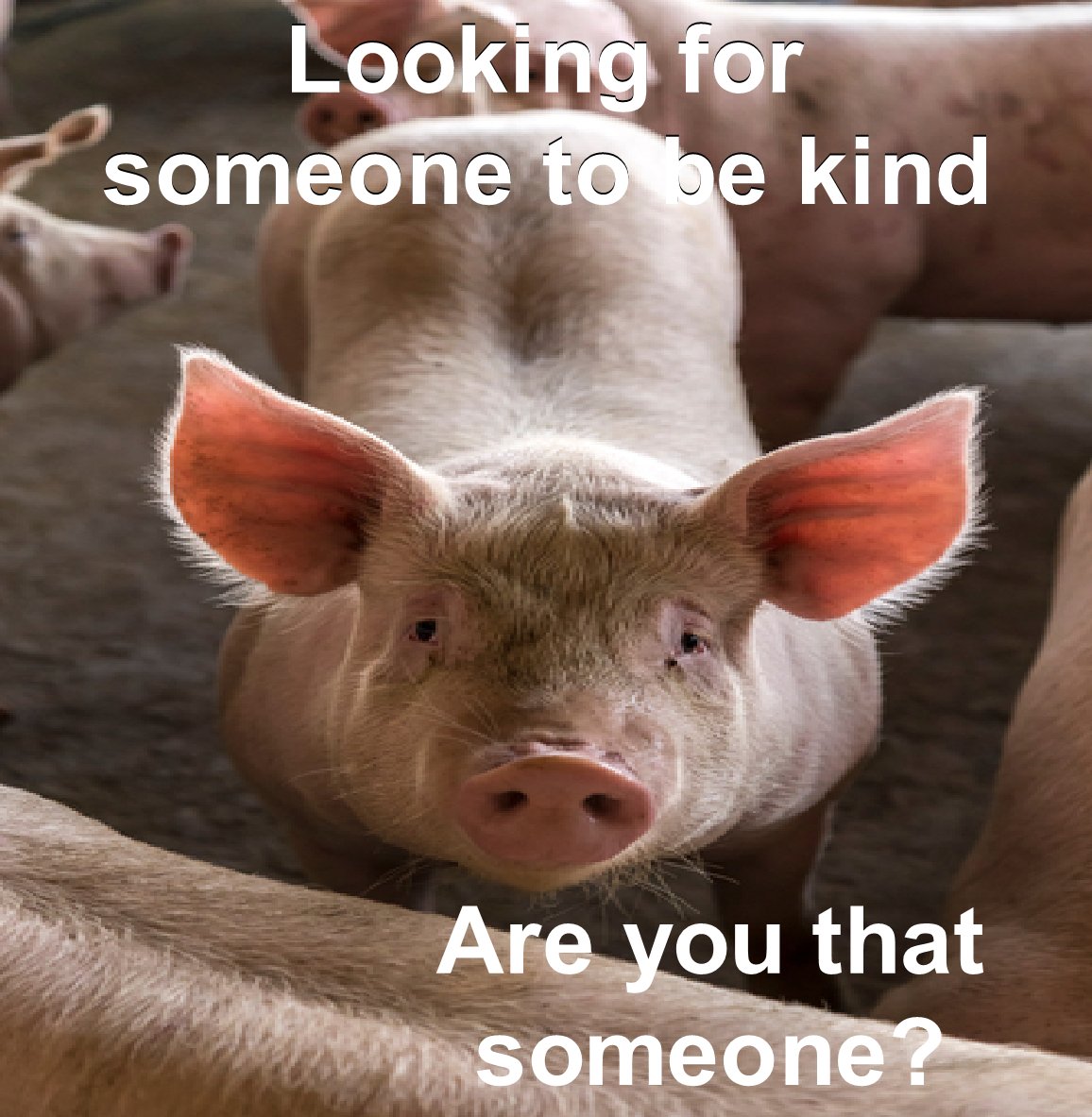 #kindness #compassion #empathy #bacon #animals #hope #bekindtoallkinds