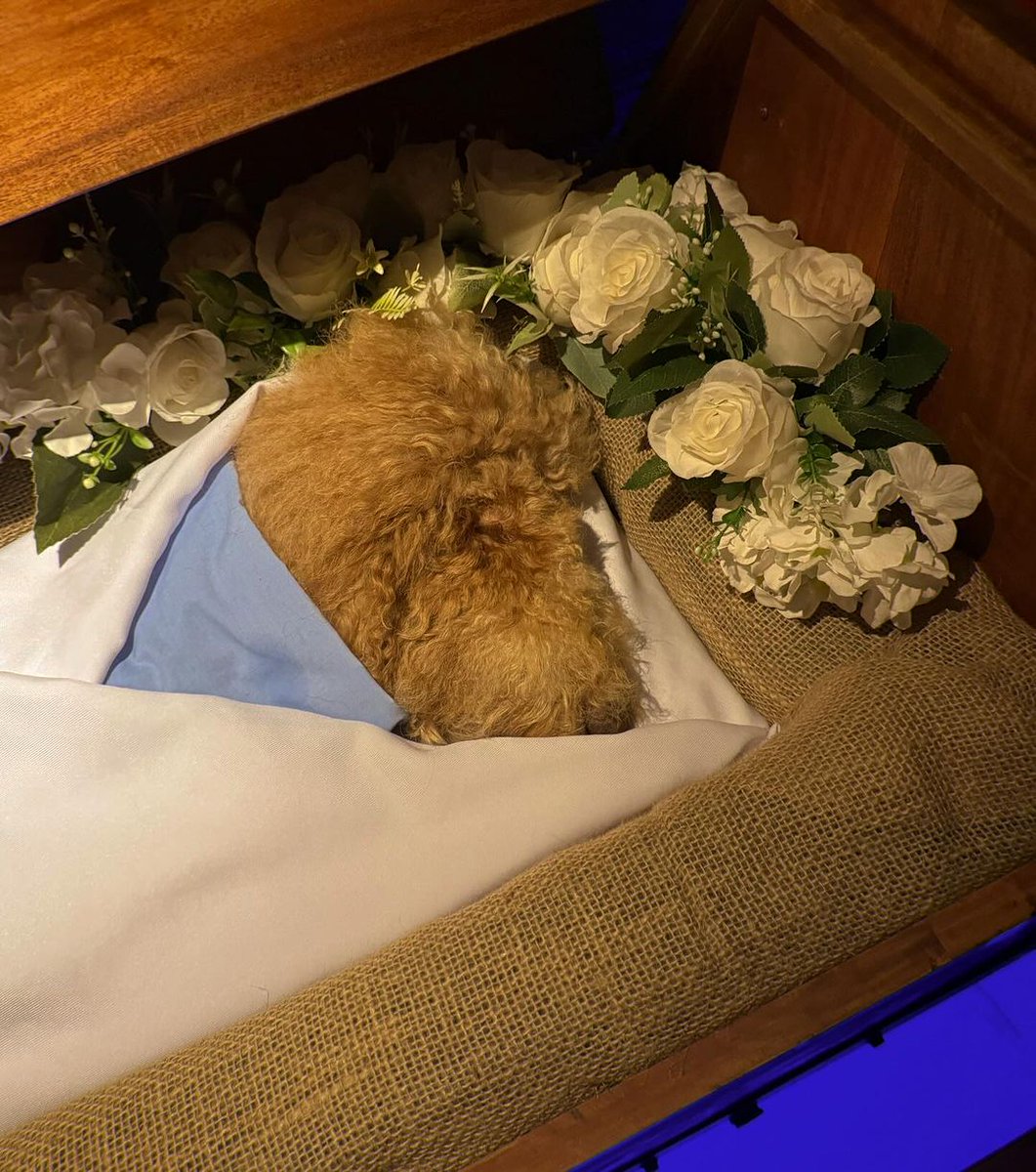 ABSCBNNews's tweet image. Rest easy, Thalia. 😔

Sofia Andres shares the latest photos of her bidding goodbye to their family's fur baby.

"Please watch over me like what you always do. I will never forget how you treated me &amp;amp; the way you looked at me …. 🐶," the actress wrote in an Instagram post.

(📷:…