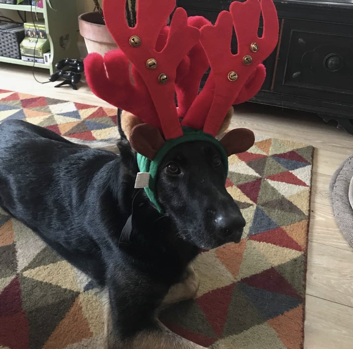 Today’s #DailyDoseOfK9Ghost is a throwback and, goes once again, to his predecessor, K9 LOKI .. the reindeer. 🐕❤️🎄💚