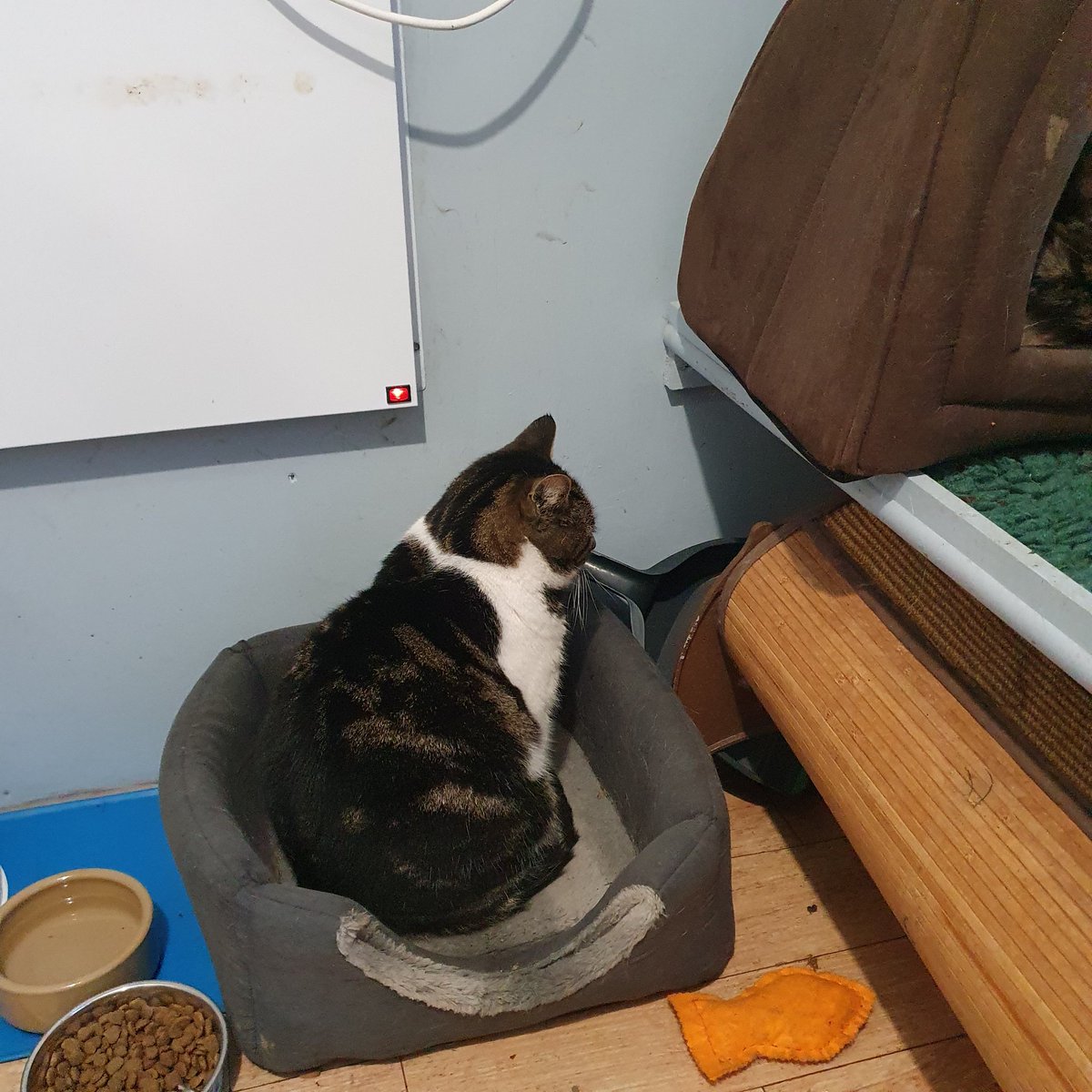 #Caturday ~ Morris has decided to try out the cat bed  next to the radiator. So he must be feeling the cold. Who can blame him for being very sensible 😹 #inthecompanyofcats #rescuecat #catsense #catcharity #purrfectfeline #sponsorcat