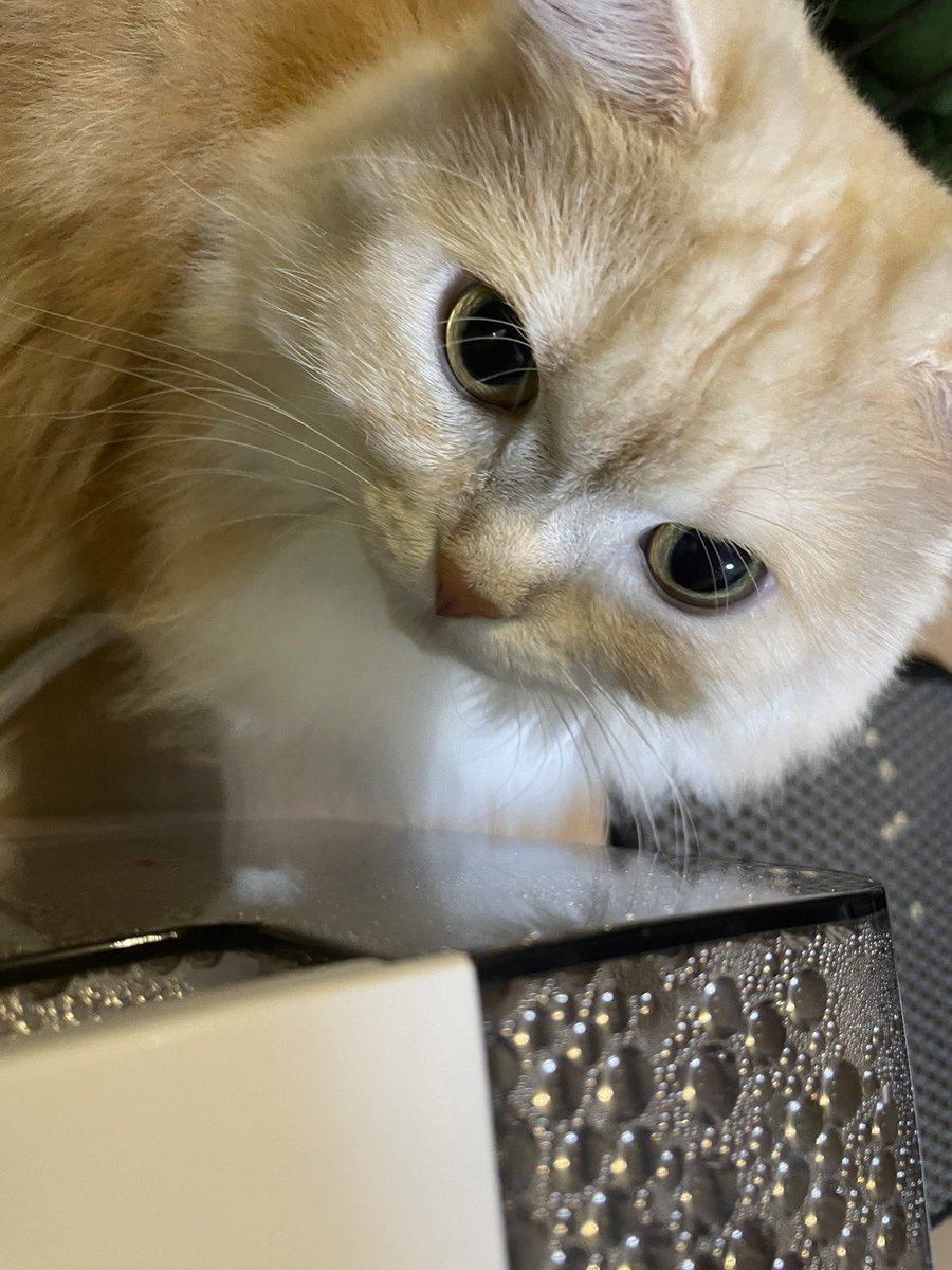 ぱっち:「なんかお水ついてるれし。」