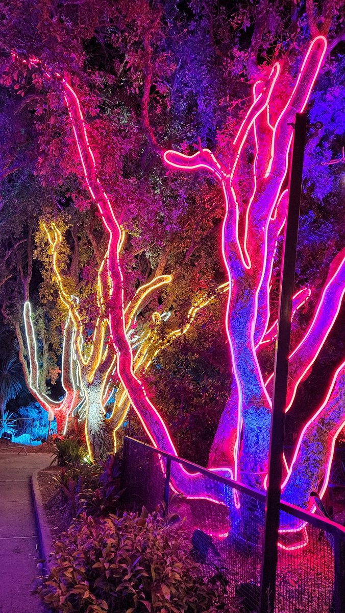 Angel Roy (@angeliquedroy) on Twitter photo The lightscapes at <a href="/SDBotanicGarden/">SD Botanic Garden</a> are the definition of #FestiveOnSnapdragon. #ShotOnSnapdragon The lightscapes at <a href="/SDBotanicGarden/">SD Botanic Garden</a> are the definition of #FestiveOnSnapdragon. #ShotOnSnapdragon