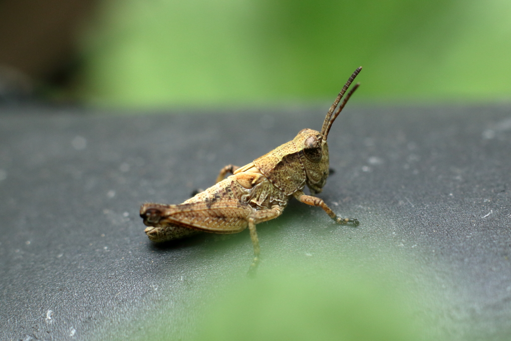A juvenile Rufus grasshopper cilling in the backyard.