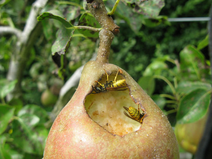 A request to fell 2 protected pear trees in 'Pear Tree Close', Much Dewchurch, Herefordshire, as they attract wasps, has been supported by the parish council. An application to fell the trees has been submitted to Herefordshire Council herefordtimes.com/news/23952808.…