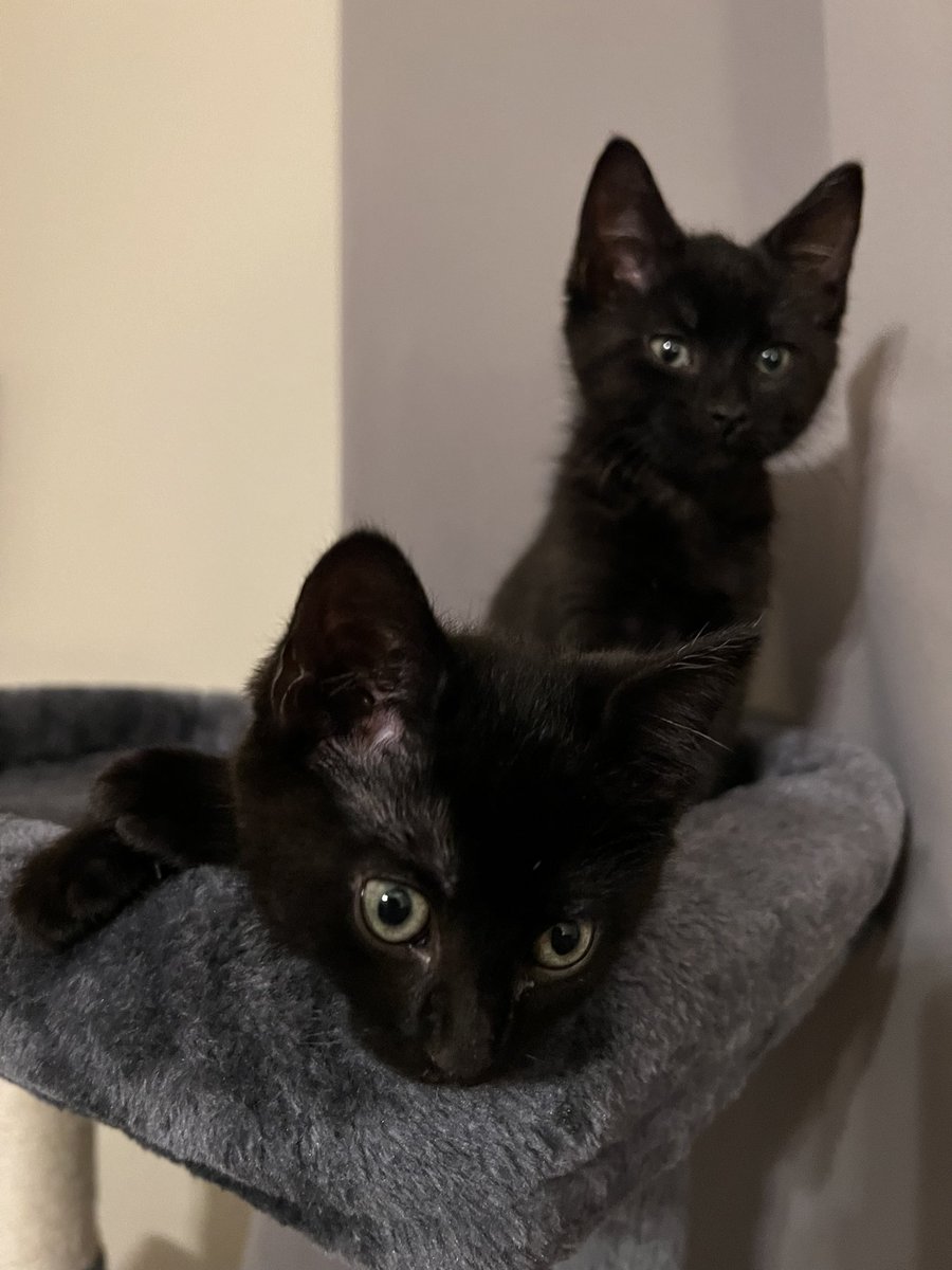 grouchbox's tweet image. When you’re mean to me, this is who you’re being mean to.