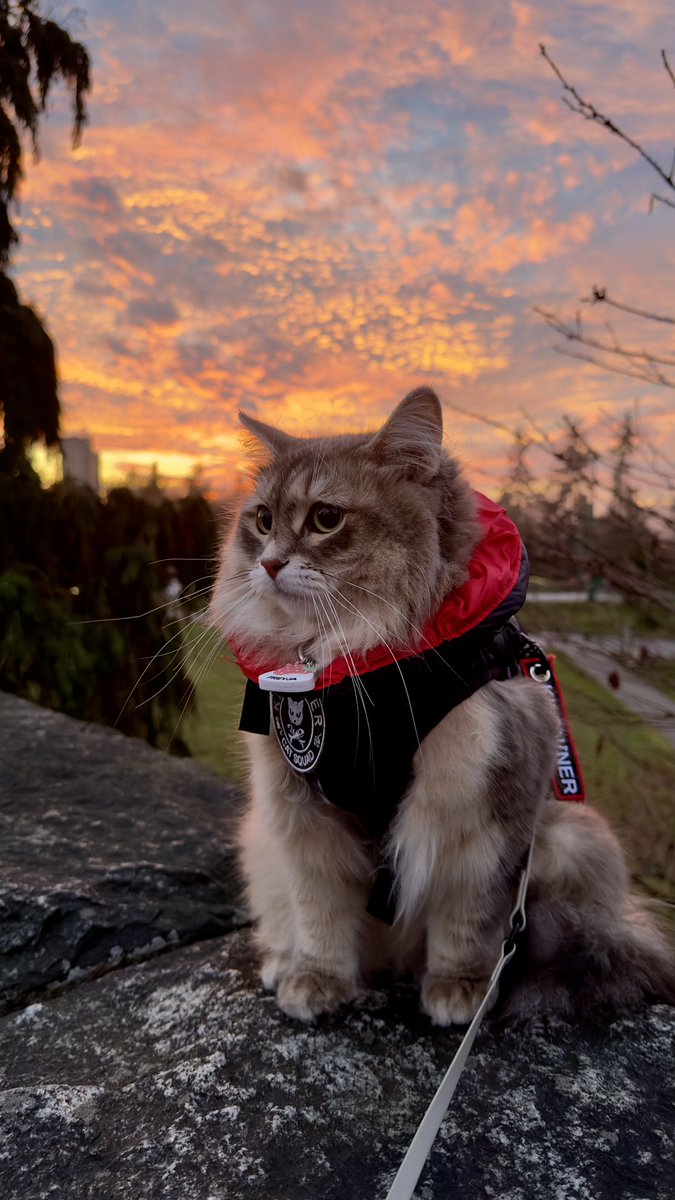 夕焼け🌆 Epic Sunset 🌅 #TGIF #FridayFeeling #sunsetphotography #cats #猫好き繋がりたい