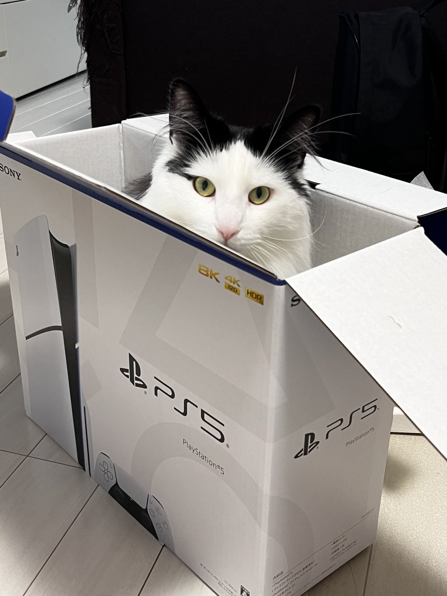 PS5 CATEdition