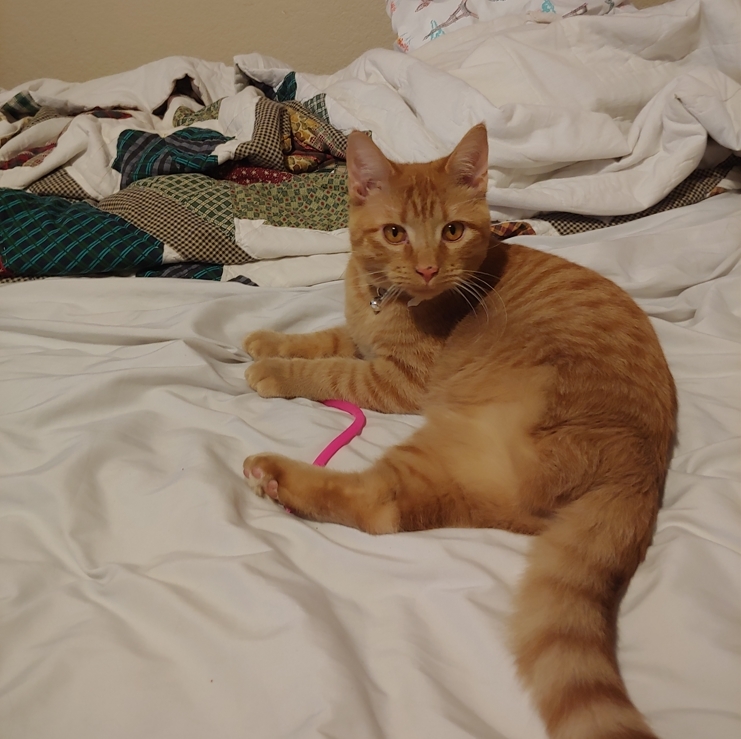 what have i been up to? well i rescued and saved a kitty that had a mangled leg.. he needed surgery, his name is riblet! he is best, sweetest boi !🐱♥️