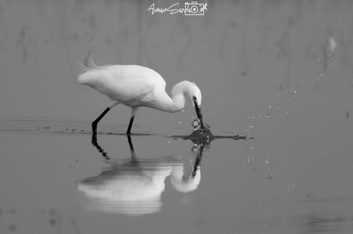 Great White Egret trying to catch some snacks 😋

#ASWPgraphy #clickwithcanon #yourshotphotographer #bbcwildlifepotd #wildlife #photooftheday