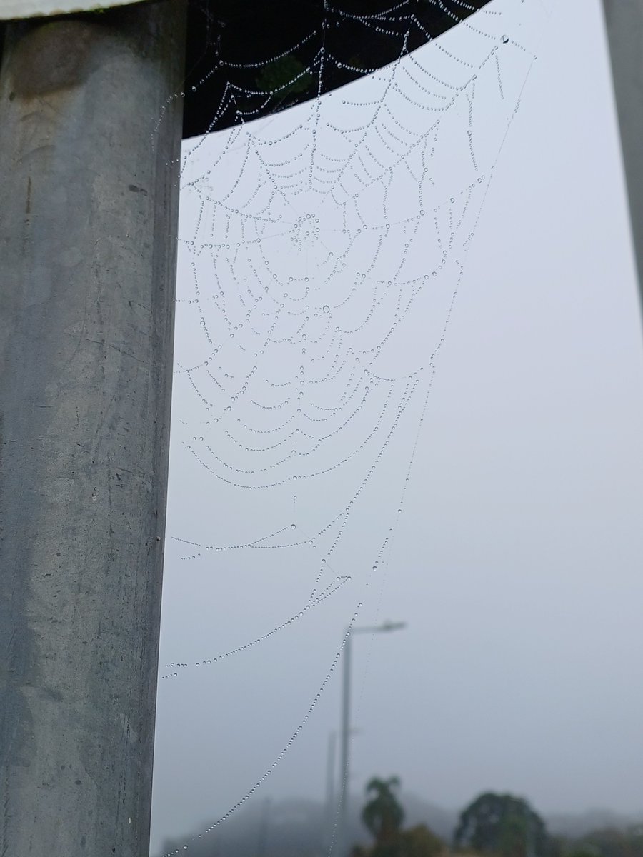 AnaMoretto4's tweet image. #Weturday
#SpottedOnMyWalk 

Barigui, Curitiba, PR.