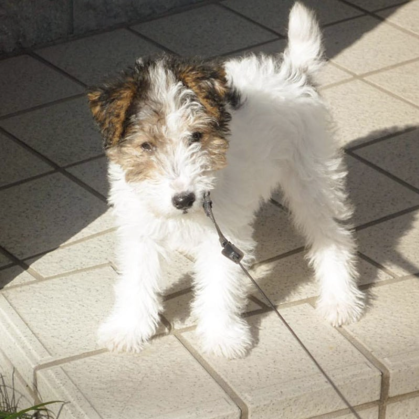 tintinpapa1's tweet photo. 基本的に犬の世界では、
生まれて６ヶ月齢くらいまでの子犬に対し、
どんな不躾（ぶしつけ）な行動をとっても、
しつこくじゃれついても
成犬は本気で怒りません。

穏やかに見守って軽くたしなめる程度の対応をします。

生後半年くらいまでの子犬がこのように何をしても叱られない特権をパピーライセンスと呼んでいます。

にもかかわらず人間は迎えた子犬を『最初が肝心』などと言って、
厳しく叱ったり叩いたりします。

そんなことでは子犬に大切な
『基本的信頼感』も『自己肯定感』も
育まれないと思いませんか...?

↓ぜひ続きを青文字のリンク先でお読みください

https://t.co/83vOAEVN79
