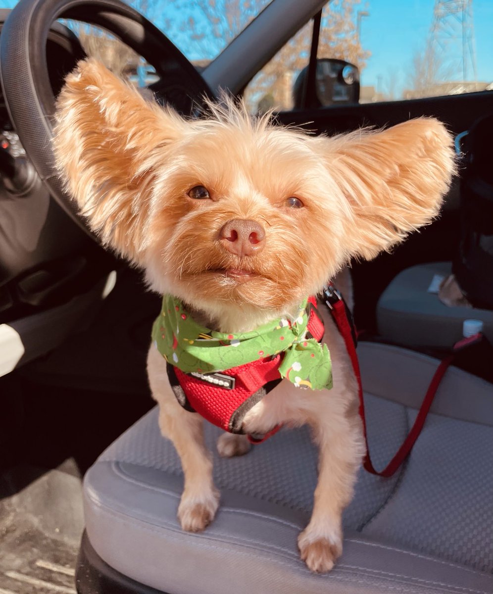 Snickers: “On my way to CrossPaws Training Academy 🐾 Hope there’s not a high wind or I may sail over the fence!”💨😳 #ComeFlyWithMe #DogsOfX #DogsOfTwitter #Dogs