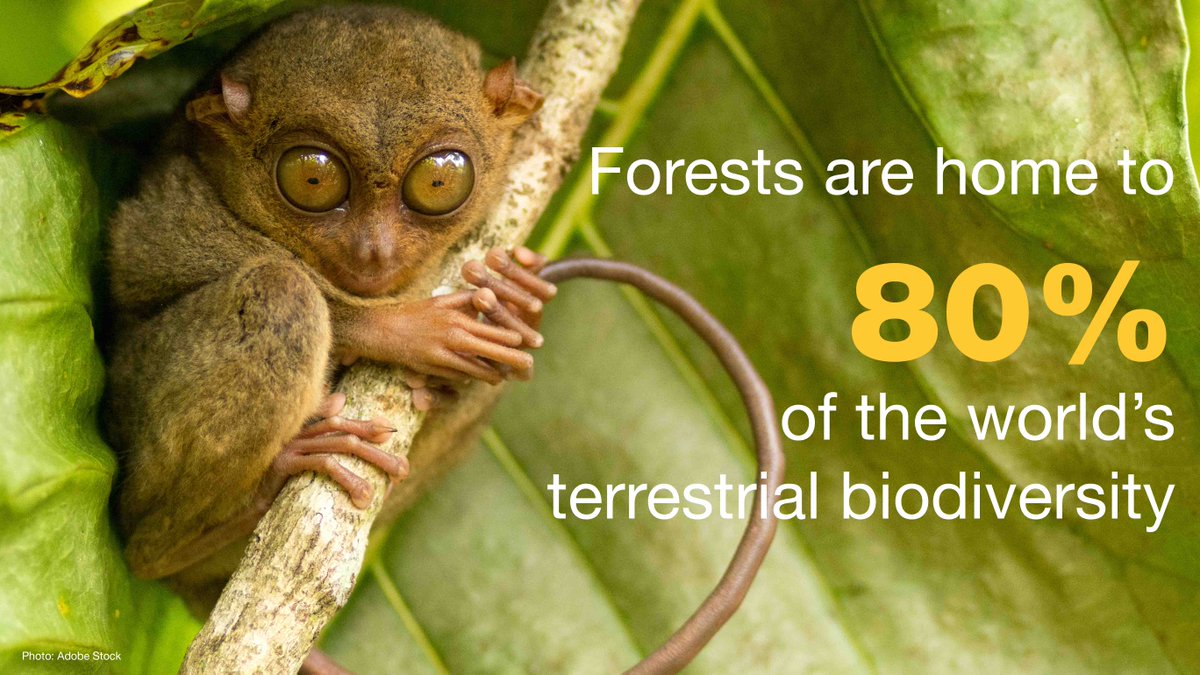 🌳🌲 Restoring forest landscapes helps fight #ClimateChange, but it also helps the survival of many species.🐯 🦉 🦍

Learn more about forest landscape restoration in our Issues Brief ow.ly/5HzM50DPRsS

<a href="/IUCN_forests/">IUCN Forest and Grasslands</a>