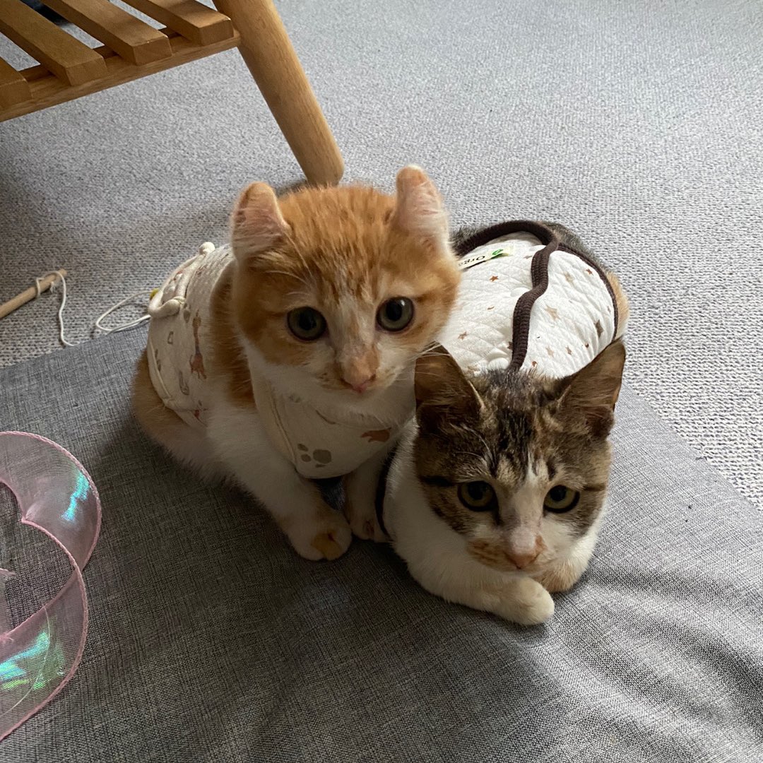 kkukku0701's tweet image. 2️⃣0️⃣2️⃣4️⃣를 강타할 고영 듀오!🌟