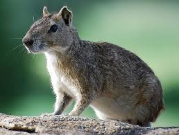 DeputadoBacelar's tweet image. #BiomaBrasileiro #Caatinga #AnimaisDaCaatinga