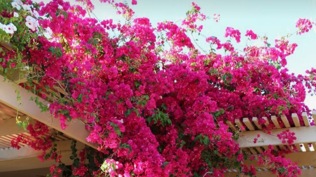 The clump
of bougainvillea 

voluptuous 
in the sun

On the opposite terrace
in front 

unknown occupants
faceless

#yet a relationship 
smirr of joy

to one stranger
every morn

#vss365
#Mumbai
#poetry
#WritingCommunity