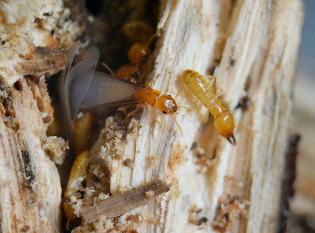 Bathyarchaeia are usually found in the sediments and soil. However, some #termite species have them as part of their #gutmicrobiota. They are  #acetogens and use a new type of [NiFe] #hydrogenase

Read more @FrontMicrobiol  🤓🔬🦠
frontiersin.org/articles/10.33…