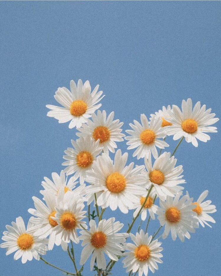 Daisies