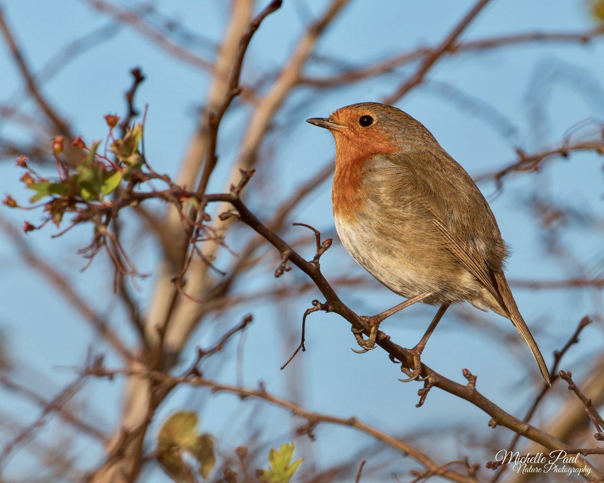 It's the weekend, and Christmas isn't far away! Today is present wrapping day for me 🎁 I just adore Robins; they are such sweet birds ❤️ #BirdsOfTwitter #birdphotography #birds #TwitterNatureCommunity #TwitterNaturePhotography #nikonphotography #birdwatching @thephotohour