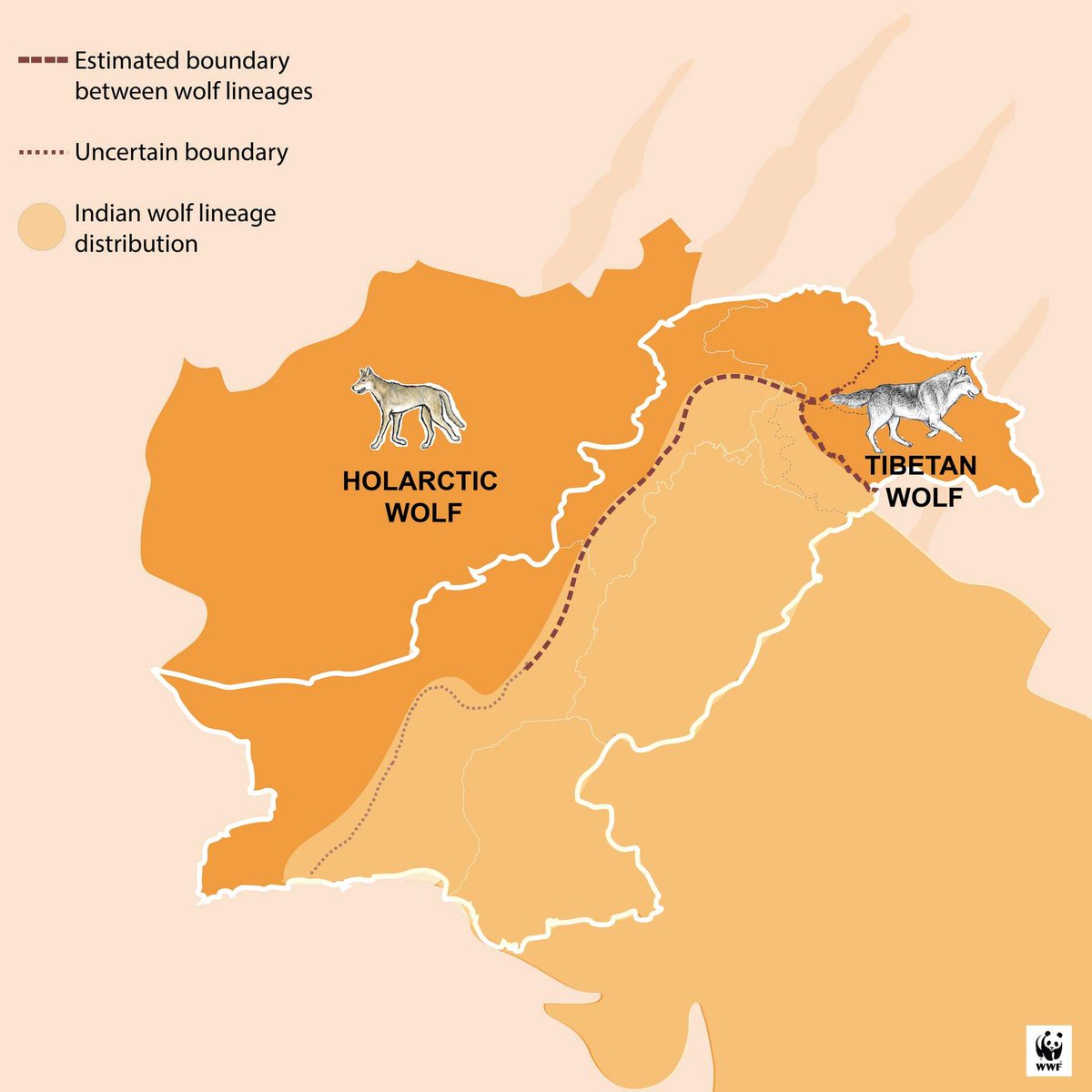 📊 🐺 Pakistan is a special place where different groups of wolves come together, showing an interesting mix of genetics throughout the country. (1/6)