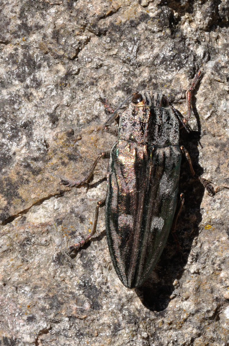 Todays bit of Christmas bling is the huge and impressive Chalcophora mariana, the Flat-headed Pine Borer, not British but Mediterranean, I photographed this one whilst walking in the mountains of Mallorca. A real beauty. #beetle #Buprestidae