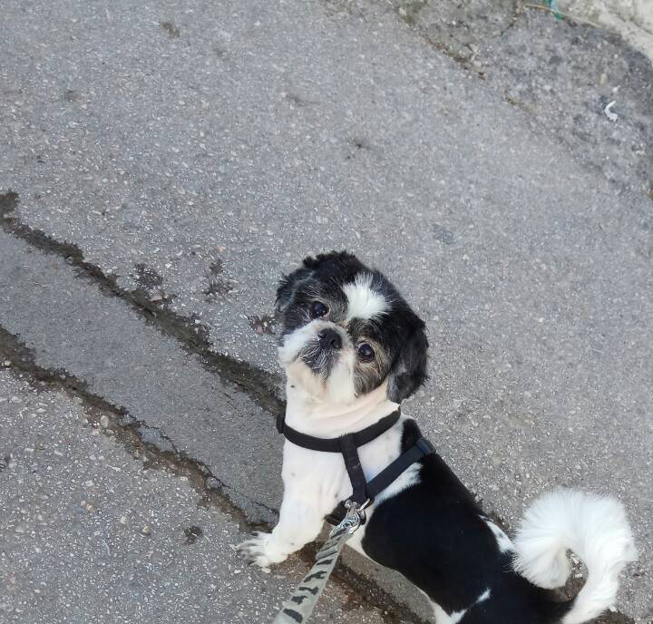 MainGoldDragon's tweet photo. My dog Ermis (Hermes) just passed away at 9am at the age of 16 years, 10 months and 29 days and born at January 12, 2007. https://t.co/79BUT4eZdZ