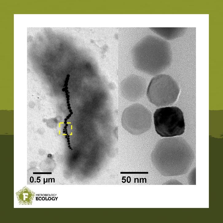 What is more attractive than magnetotactic bacteria? 🦠 🧲
In this work Zhang et al., carried out exciting culture-independent studies and characterisation of a novel magnetotactic Gammaproteobacterium!   
#FEMSMicrobiolEcol 
academic.oup.com/femsec/article…