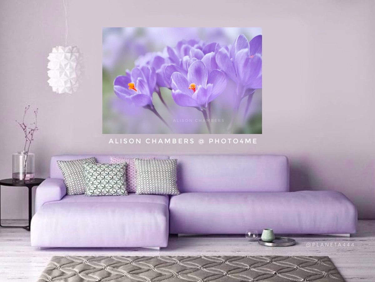 Crocuses©️. Available from; shop.photo4me.com/1289200 & alisonchambers2.redbubble.com & 2-alison-chambers.pixels.com #crocus #crocuses #crocusflowers #crocci #springflowers #floralart #flowerphotography #photographyprints #photographyforsale
