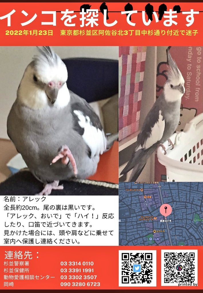 wasizu7masahiko's tweet photo. 🔶#拡散希望🔶
よろしくお願いします🙏#迷子インコ
❇️名前『アレック🐥ちゃん』🎅⛄️
⭕白×グレー色 #オカメインコ
⭕オス♂🎏
⭕尾羽⇒裏が黒
⭕口笛😙や名前を呼ぶと寄ってくる☺️
⭕#杉並区阿佐谷北3丁目 #中杉通り 付近～迷子😢
⭕令和4年1月23日以降行方不明😭
#どんな些細な情報でもお願いします🙏 https://t.co/ikJ226Nq5l