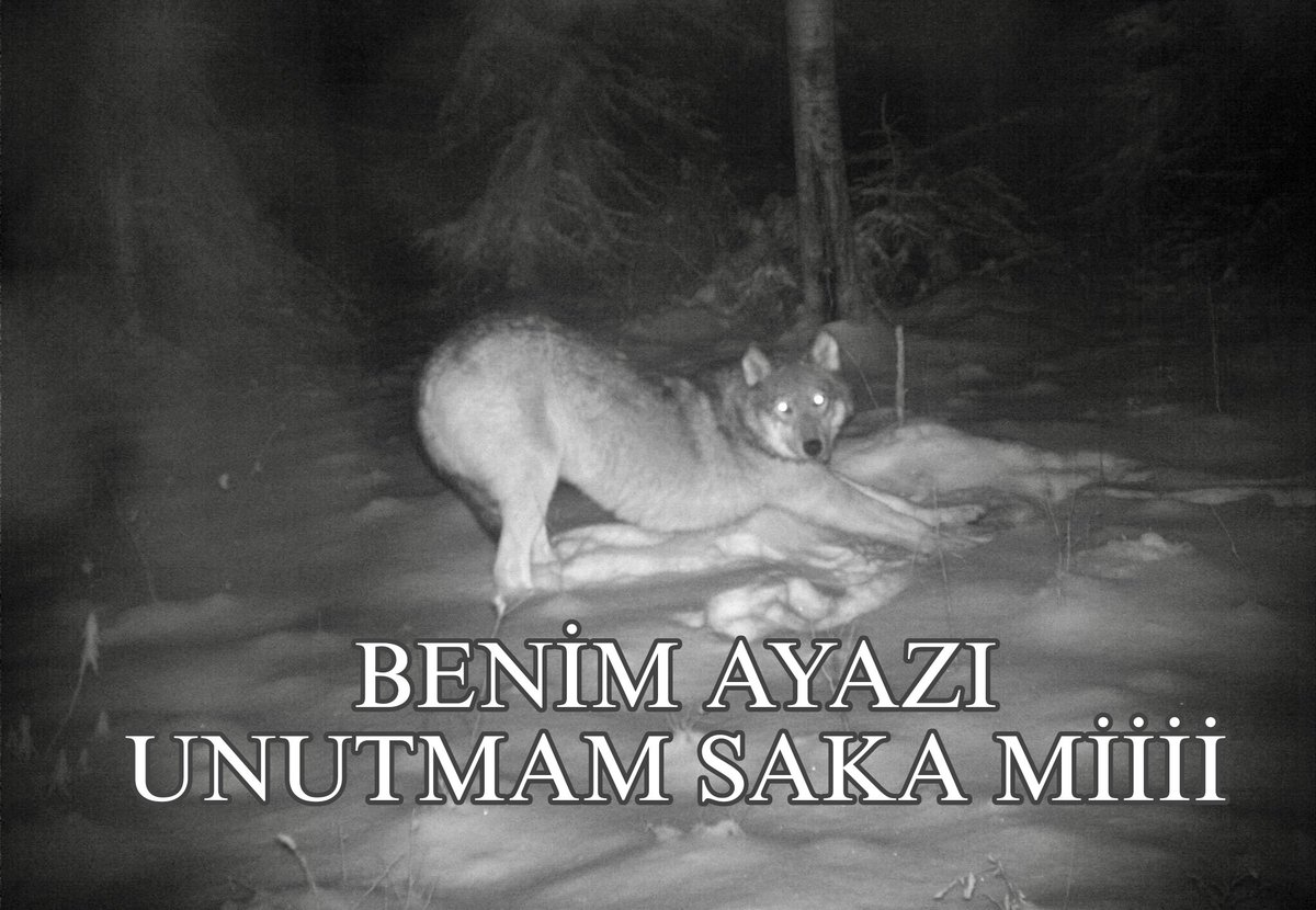 Zuzu Chan (@zuarchiv) on Twitter photo 