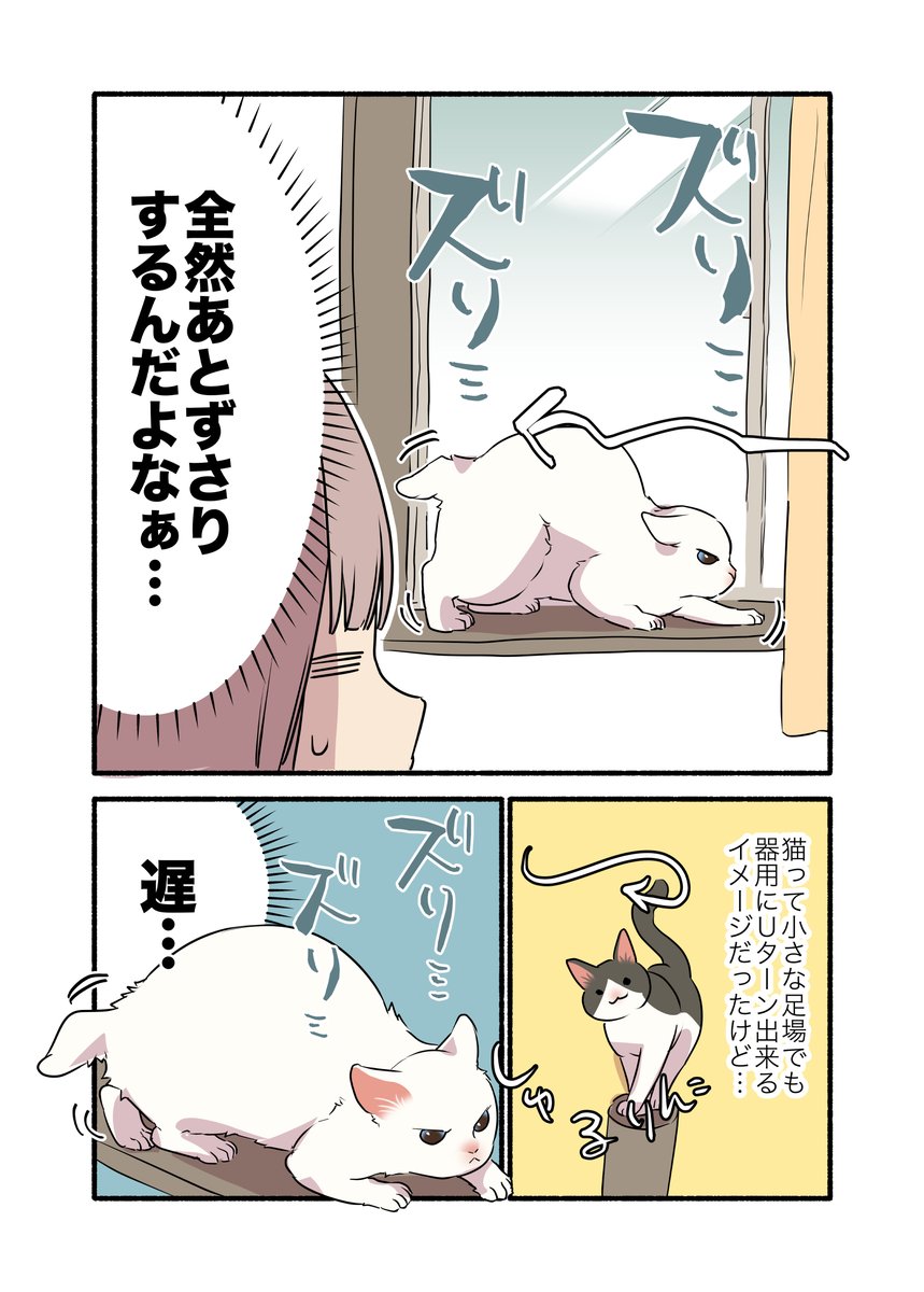 猫って「あとずさり」が出来ない…らしい?(1/2) #漫画が読めるハッシュタグ #愛されたがりの白猫ミコさん