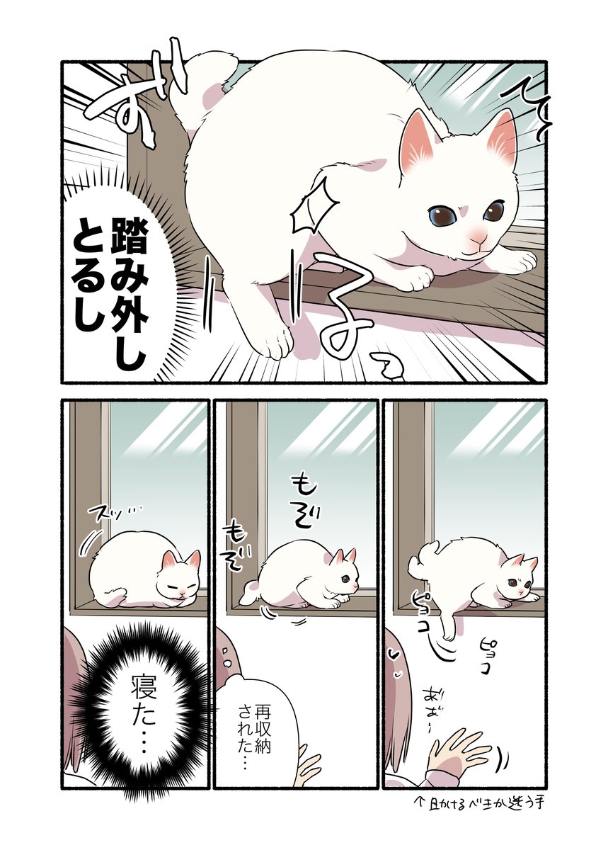 猫って「あとずさり」が出来ない…らしい?(1/2) #漫画が読めるハッシュタグ #愛されたがりの白猫ミコさん