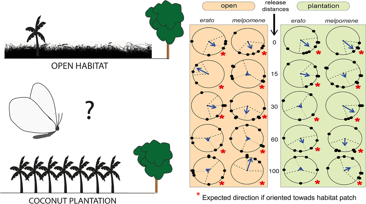 New work by @heliconzik et al. reports on the effect of patch distance, matrix type and experience on habitat perception and flight speed of two species of #Heliconius butterflies: doi.org/10.1111/een.13… #BehaviouralEcology @PPGECOUFRN @ufrj @WileyEcolEvol Photos: M.Z.Cardoso