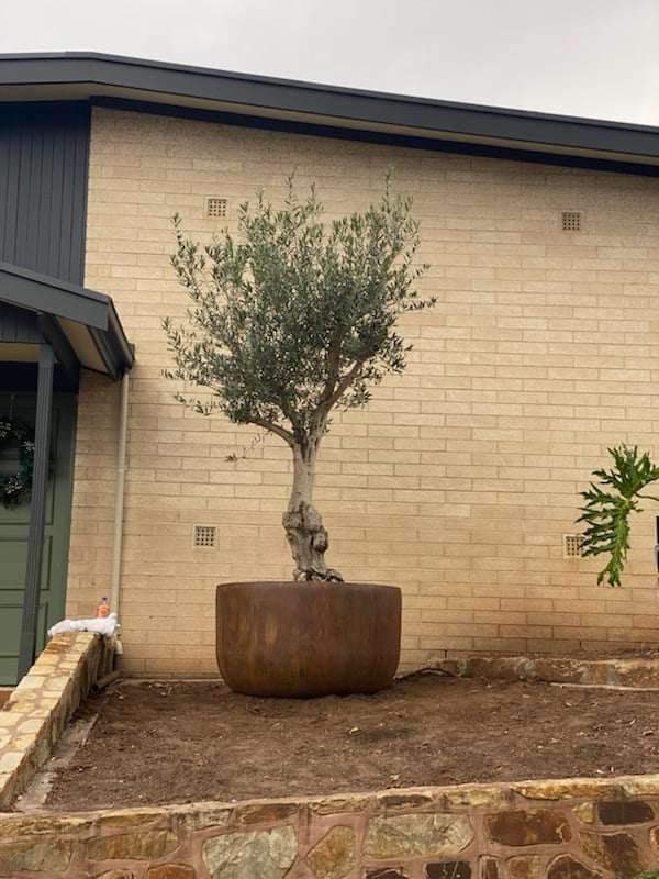 OrnamentalOlive's tweet photo. #OrnamentalOliveTreeGarden
Chandlers Hill, South Australia
☎️ Mark on 0411494450 Advanced / Mature / Established Olive Trees
#advancedtrees #maturetrees #establishedtrees #olives #olivetree #olivetrees #olivegarden #gardendesign #Adelaide #kalamata https://t.co/yqJCHPjMr3