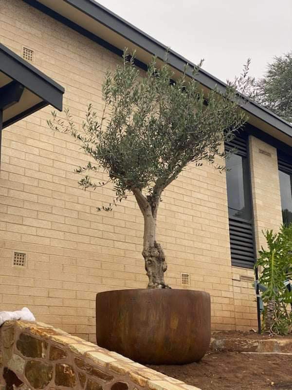OrnamentalOlive's tweet photo. #OrnamentalOliveTreeGarden
Chandlers Hill, South Australia
☎️ Mark on 0411494450 Advanced / Mature / Established Olive Trees
#advancedtrees #maturetrees #establishedtrees #olives #olivetree #olivetrees #olivegarden #gardendesign #Adelaide #kalamata https://t.co/yqJCHPjMr3