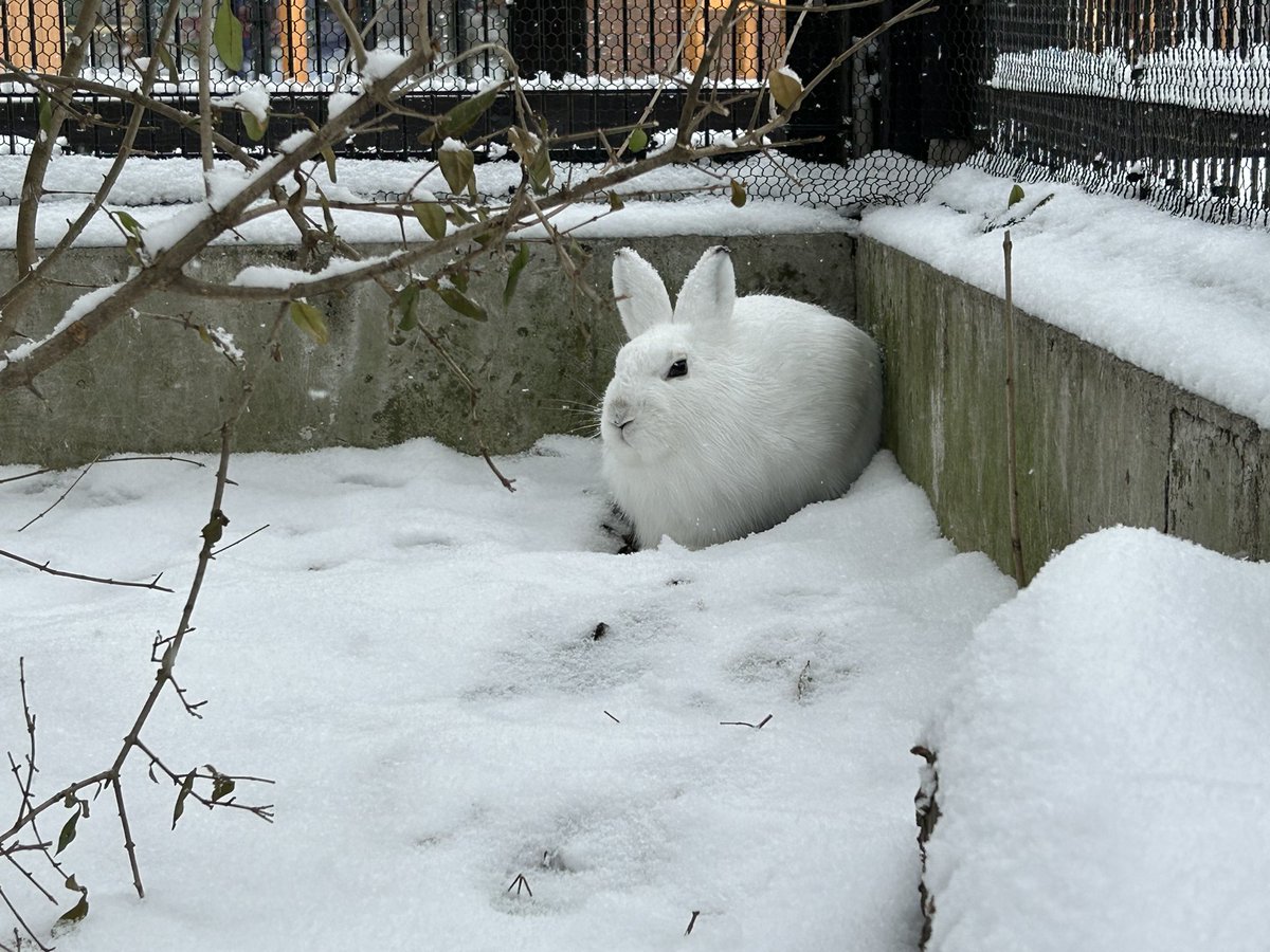今日のエゾユキウサギ 獣舎に雪が積もりました！ 本領発揮中