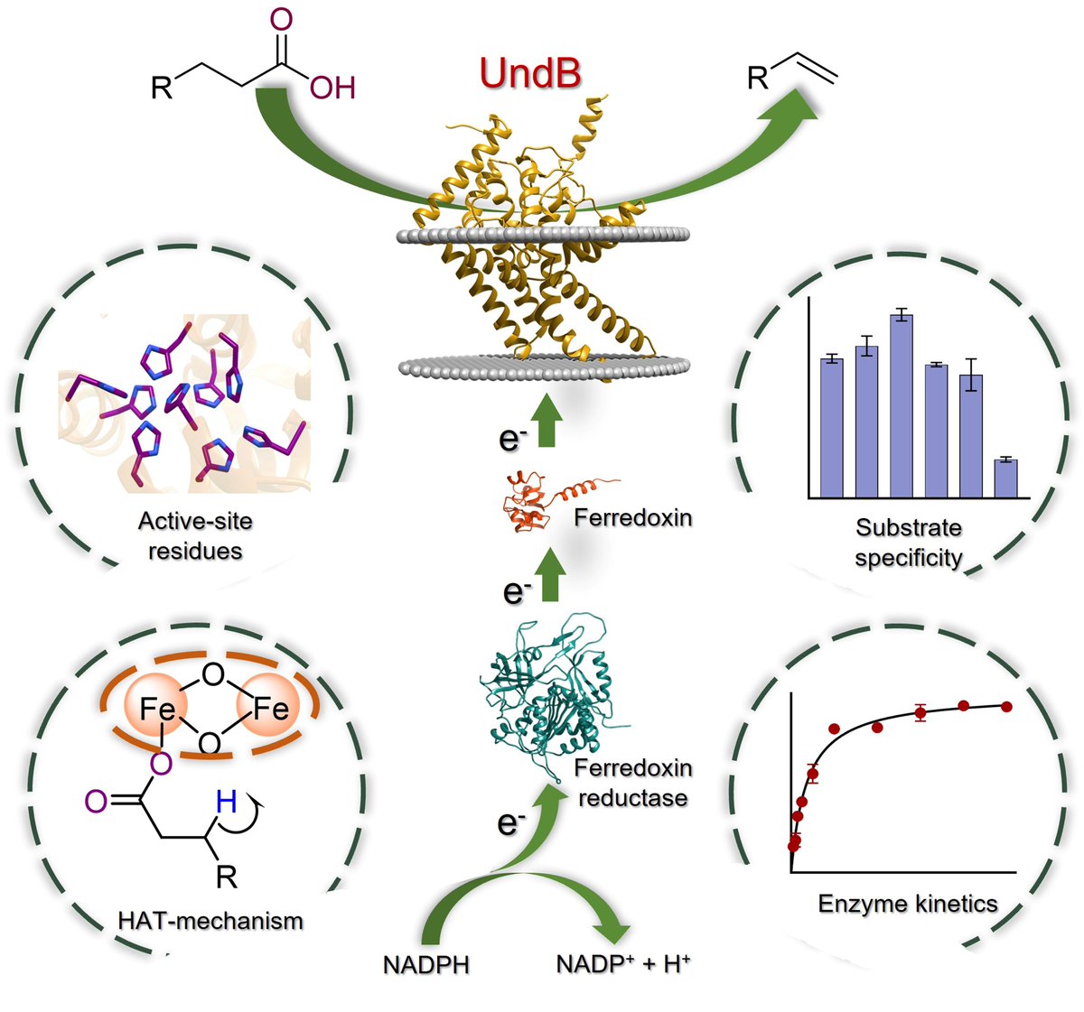 Scientists at IISc have purified and characterised an enzyme called UndB that can convert fatty acids to terminal alkenes – hydrocarbons which have the potential to serve as biofuels. iisc.ac.in/deciphering-an… #IIScresearch