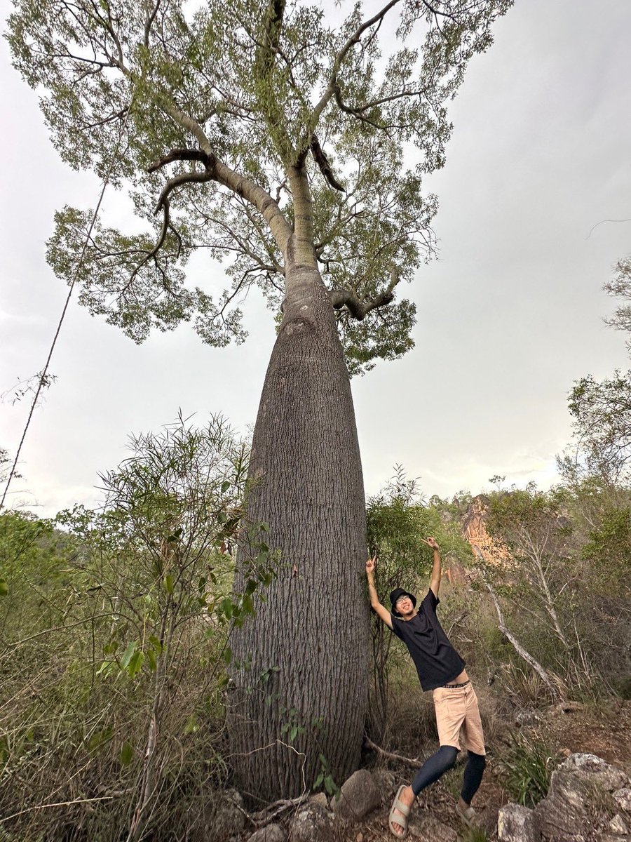 Hanyuu_lin's tweet photo. 𝐵𝑟𝑎𝑐ℎ𝑦𝑐ℎ𝑖𝑡𝑜𝑛 𝑟𝑢𝑝𝑒𝑠𝑡𝑟𝑖𝑠 

#Australia #plant 
#Brachychiton #Malvaceae 
#tree #big https://t.co/N7M2DBihi6