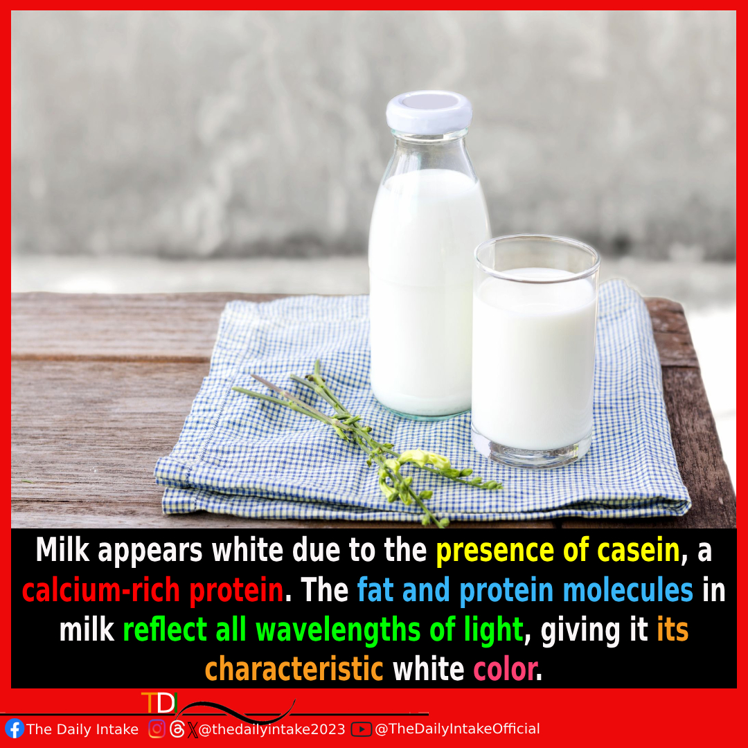 Do you know why milk is white? Here's the exact reason. 🥛✨ #MilkMystery #WhiteWonder #DairyScience #TheDailyIntake