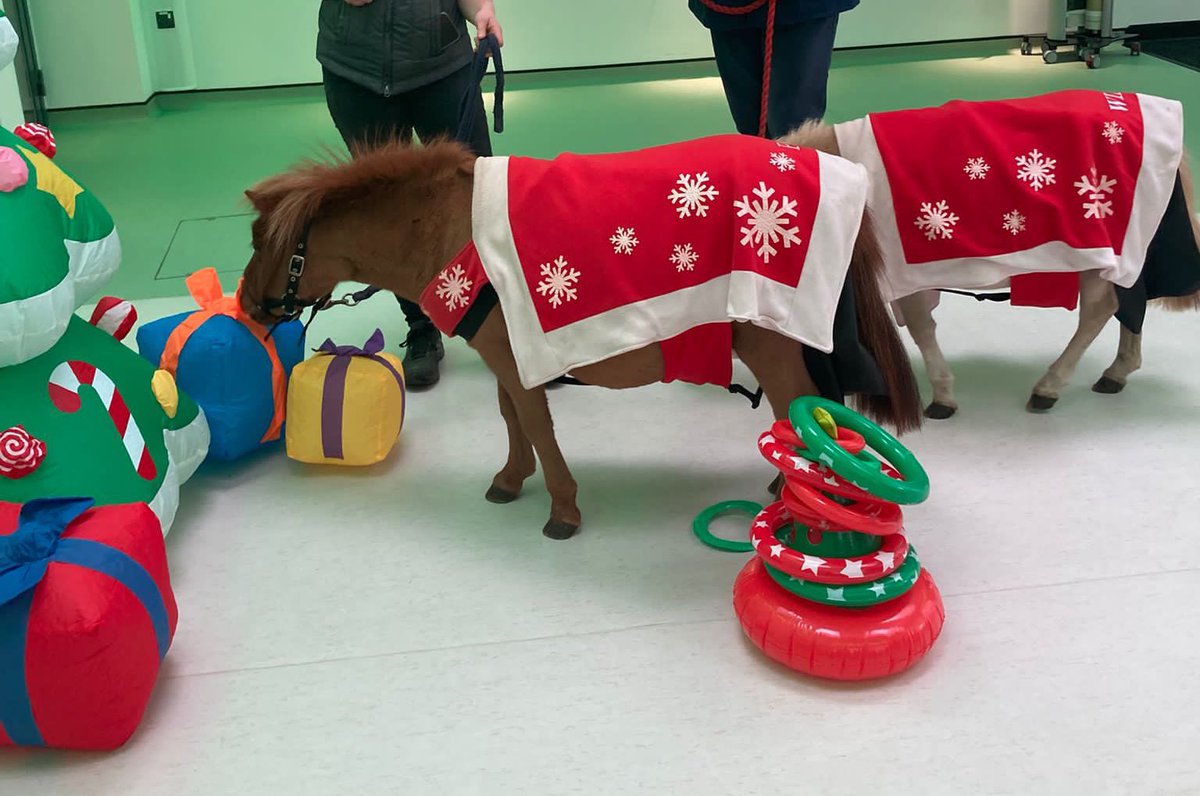 Kate Tantam (She/her) (@tantamkate) on Twitter photo Yesterday <a href="/UHP_NHS/">University Hospitals Plymouth NHS Trust</a> #SecretGarden supported patients to see Peanut & Whizzle the therapy ponies 🎄🐴
Reuniting families & making memories.
It was a remarkable afternoon where the #MDT came together to make amazing things happen.
#NeverBeenMoreProud ❤️
#Rehablegend Yesterday <a href="/UHP_NHS/">University Hospitals Plymouth NHS Trust</a> #SecretGarden supported patients to see Peanut & Whizzle the therapy ponies 🎄🐴
Reuniting families & making memories.
It was a remarkable afternoon where the #MDT came together to make amazing things happen.
#NeverBeenMoreProud ❤️
#Rehablegend