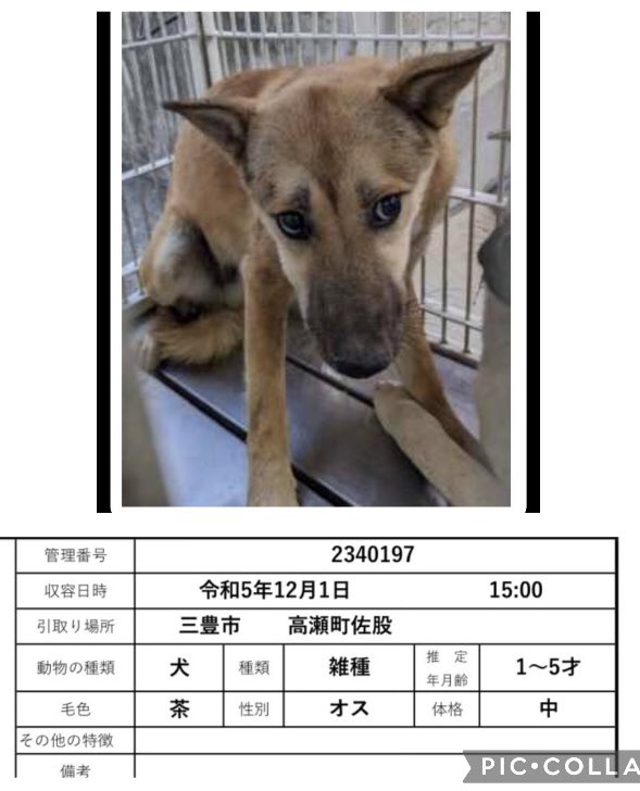 🔷殺処分対象となりました🔷

掲載期限をかなり過ぎていますが
お声がかかっていないそうです😢
このままですと来週にも殺処分されるという話も聞こえてきました…💧
 
どうかどうか里親様、預かり様に
挙手頂けないでしょうか🙇‍♀️🙇‍♀️🙇‍♀️
よろしくお願い致します🙏🙏🙏

管理番号2340197