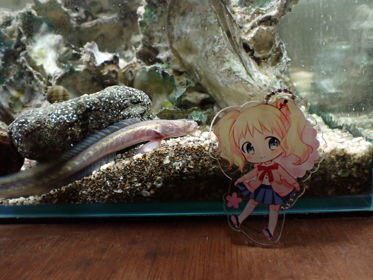 かく (@Ootora_sakana) / Posts / X