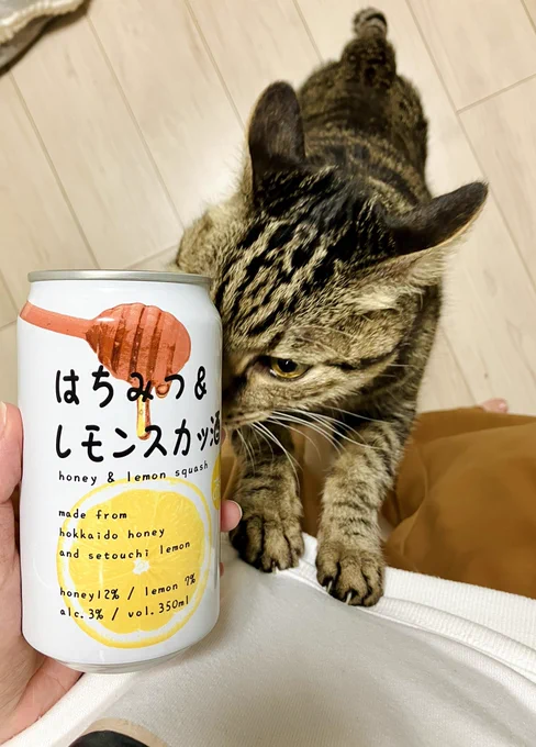 酒を飲むんか飼い主……! これにガーリックライスで気合い入れてリモート打ち合わせと仕事や