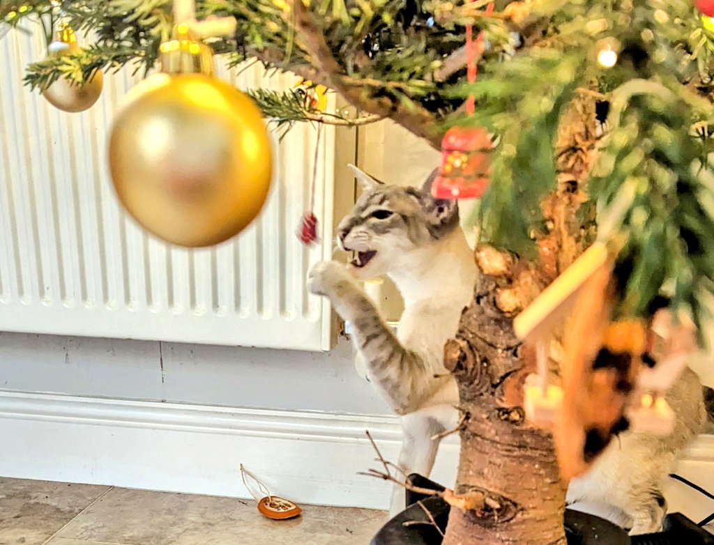 ⚠️Viewer discretion advised.

Disturbing scenes in Milton Keynes. 
Merry Christmas ya filthy animals! 🎄