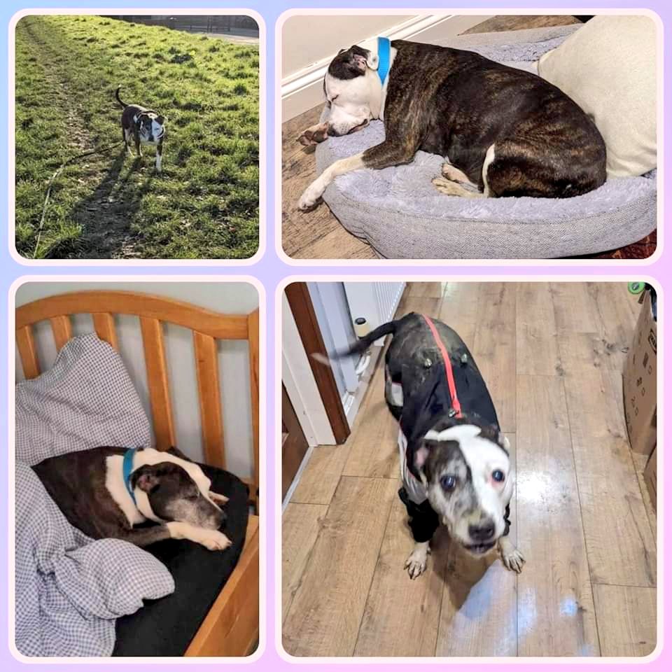 Senior Staffy Club Dog Rescue tweet media