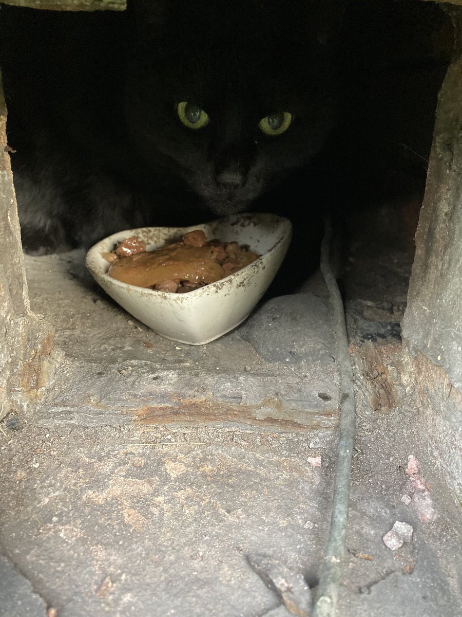 floydthecat's tweet image. @HelpForCats happy birthday!!✨💫
