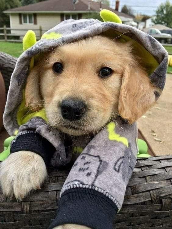 dogs so cute that could save the world (@dogssaveworld) on Twitter photo 